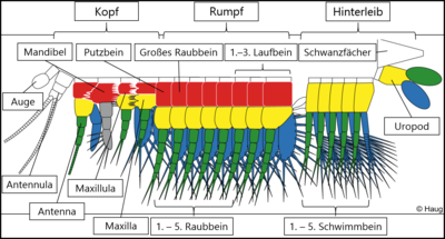 Gliederfüßer Schema