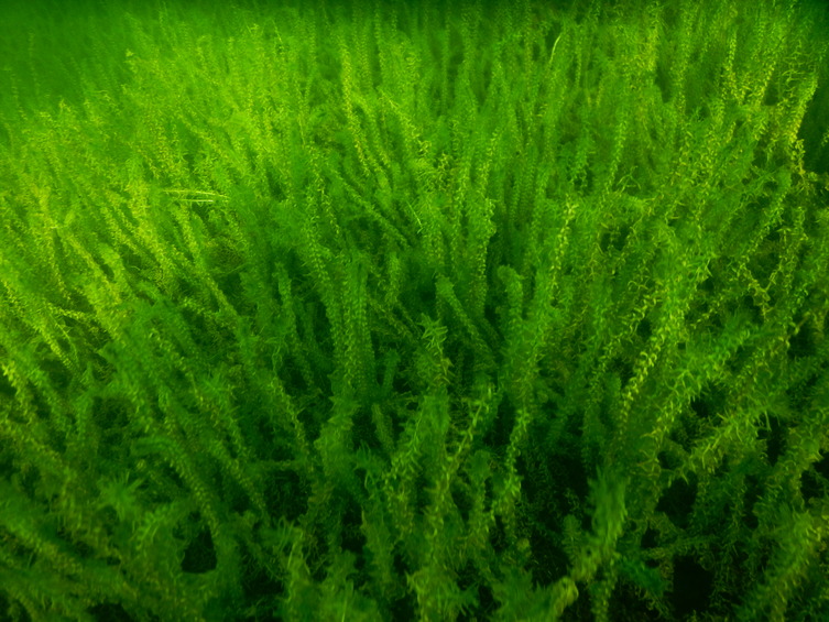 Elodea