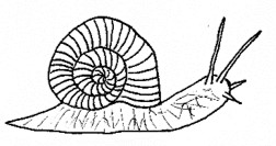 Schnecke